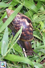 Afrikanische Riesen-Achatschnecke (Giant African Land Snail, Achatina fulica)