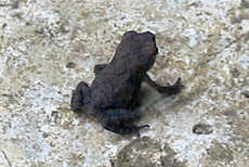 Junge Schwarznarbenkröte (Common Indian Toad, Duttaphrynus melanostictus)