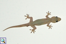 Asiatischer Hausgecko (House Gecko, Hemidactylus frenatus)