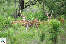 Axishirsch (Spotted Deer, Axis axis)