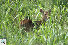 Axishirsch (Spotted Deer, Axis axis) Axishirsch (Spotted Deer, Axis axis)