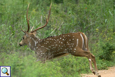 Axishirsch (Spotted Deer, Axis axis) Axishirsch (Spotted Deer, Axis axis)