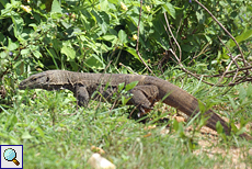 Bengalwaran (Bengal Monitor, Varanus bengalensis)