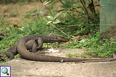 Bengalwaran (Bengal Monitor, Varanus bengalensis) Bengalwaran (Bengal Monitor, Varanus bengalensis)