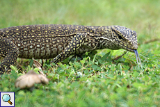 Junger Bengalwaran (Bengal Monitor, Varanus bengalensis) Junger Bengalwaran (Bengal Monitor, Varanus bengalensis)