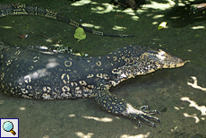 Bindenwaran (Water Monitor, Varanus salvator salvator)