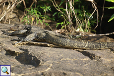 Bindenwaran (Water Monitor, Varanus salvator salvator)