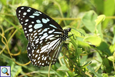 Blauer Tiger (Blue Tiger, Tirumala limniace leopardus) Blauer Tiger (Blue Tiger, Tirumala limniace leopardus)