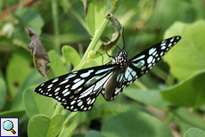 Blauer Tiger (Blue Tiger, Tirumala limniace leopardus) Blauer Tiger (Blue Tiger, Tirumala limniace leopardus)