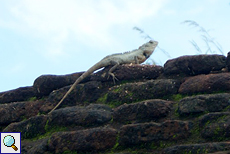Blutsaugeragame (Bloodsucker Lizard, Calotes versicolor)