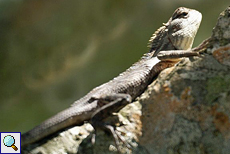 Blutsaugeragame (Bloodsucker Lizard, Calotes versicolor)