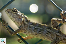 Blutsaugeragame (Bloodsucker Lizard, Calotes versicolor)