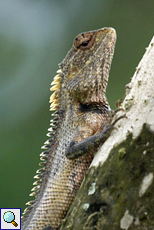 Blutsaugeragame (Bloodsucker Lizard, Calotes versicolor)