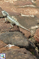 Blutsaugeragame (Bloodsucker Lizard, Calotes versicolor)