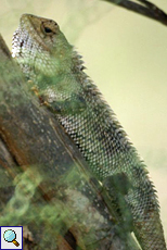 Blutsaugeragame (Bloodsucker Lizard, Calotes versicolor)