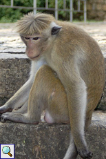 Ceylon-Hutaffe (Toque Macaque, Macaca sinica)
