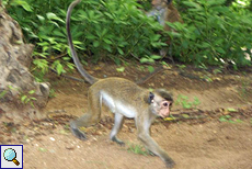 Ceylon-Hutaffe (Toque Macaque, Macaca sinica) Ceylon-Hutaffe (Toque Macaque, Macaca sinica)
