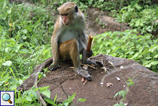 Ceylon-Hutaffe (Toque Macaque, Macaca sinica) Ceylon-Hutaffe (Toque Macaque, Macaca sinica)