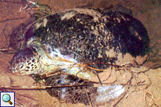 Weibliche Grüne Meeresschildkröte (Green Turtle, Chelonia mydas)