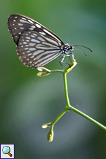 Ceylon Blue Glassy Tiger (Ideopsis similis)