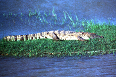 Leistenkrokodil (Saltwater Crocodile, Crocodylus porosus)