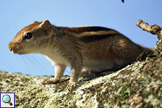 Gestreiftes Palmenhörnchen (Striped Palm Squirrel, Funambulus palmarum)