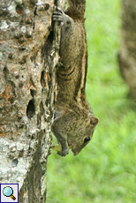 Gestreiftes Palmenhörnchen (Striped Palm Squirrel, Funambulus palmarum)