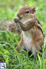Gestreiftes Palmenhörnchen (Striped Palm Squirrel, Funambulus palmarum)