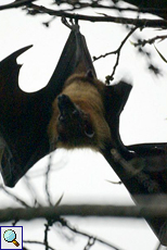 Riesenflughund (Common Flying Fox, Pteropus giganteus giganteus)