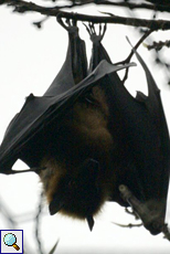 Riesenflughund (Common Flying Fox, Pteropus giganteus giganteus)