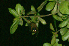 Riesenflughund (Common Flying Fox, Pteropus giganteus giganteus) Riesenflughund (Common Flying Fox, Pteropus giganteus giganteus)