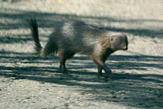 Rotbrauner Mungo (Ruddy Mongoose, Herpestes smithii)