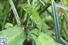 Weibliche Sägerückenagame (Green Forest Lizard, Calotes calotes)