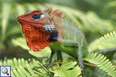 Männliche Sägerückenagame (Green Forest Lizard, Calotes calotes)