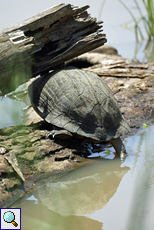 Schwarzbauch-Erdschildkröte (Indian Black Turtle, Melanochelys trijuga thermalis)