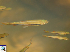 Schlankbärbling (Slender Rasbora, Rasbora daniconius)