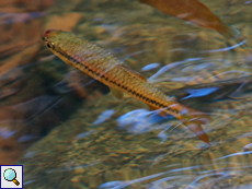 Schlankbärbling (Slender Rasbora, Rasbora daniconius)