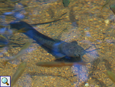 Clarias brachysoma (Walking Catfish)