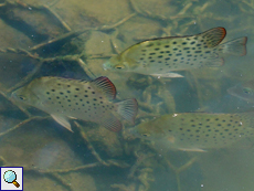 Gemeiner Argusfisch (Green Scat, Scatophagus argus)