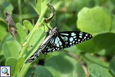 Blauer Tiger (Blue Tiger, Tirumala limniace leopardus)