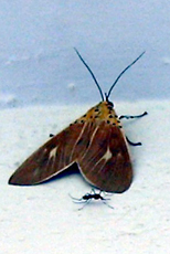 Asota sp.