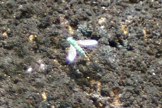 Unbestimmte Insektenart Nr. 4