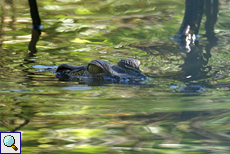 Sumpfkrokodil (Marsh Crocodile, Crocodylus palustris kimbula)