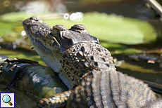 Sumpfkrokodil (Marsh Crocodile, Crocodylus palustris kimbula)