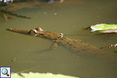 Sumpfkrokodil (Marsh Crocodile, Crocodylus palustris kimbula)