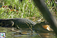 Sumpfkrokodil (Marsh Crocodile, Crocodylus palustris kimbula) Sumpfkrokodil (Marsh Crocodile, Crocodylus palustris kimbula)