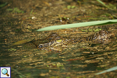 Sumpfkrokodil (Marsh Crocodile, Crocodylus palustris kimbula) Sumpfkrokodil (Marsh Crocodile, Crocodylus palustris kimbula)