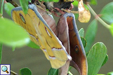 Tussafalter (Tussah Moth, Antheraea sp.) Tussafalter (Tussah Moth, Antheraea sp.)