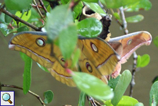Tussafalter (Tussah Moth, Antheraea sp.) Tussafalter (Tussah Moth, Antheraea sp.)