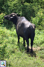 Wasserbüffel (Indian Water Buffalo, Bubalus bubalis bubalis)